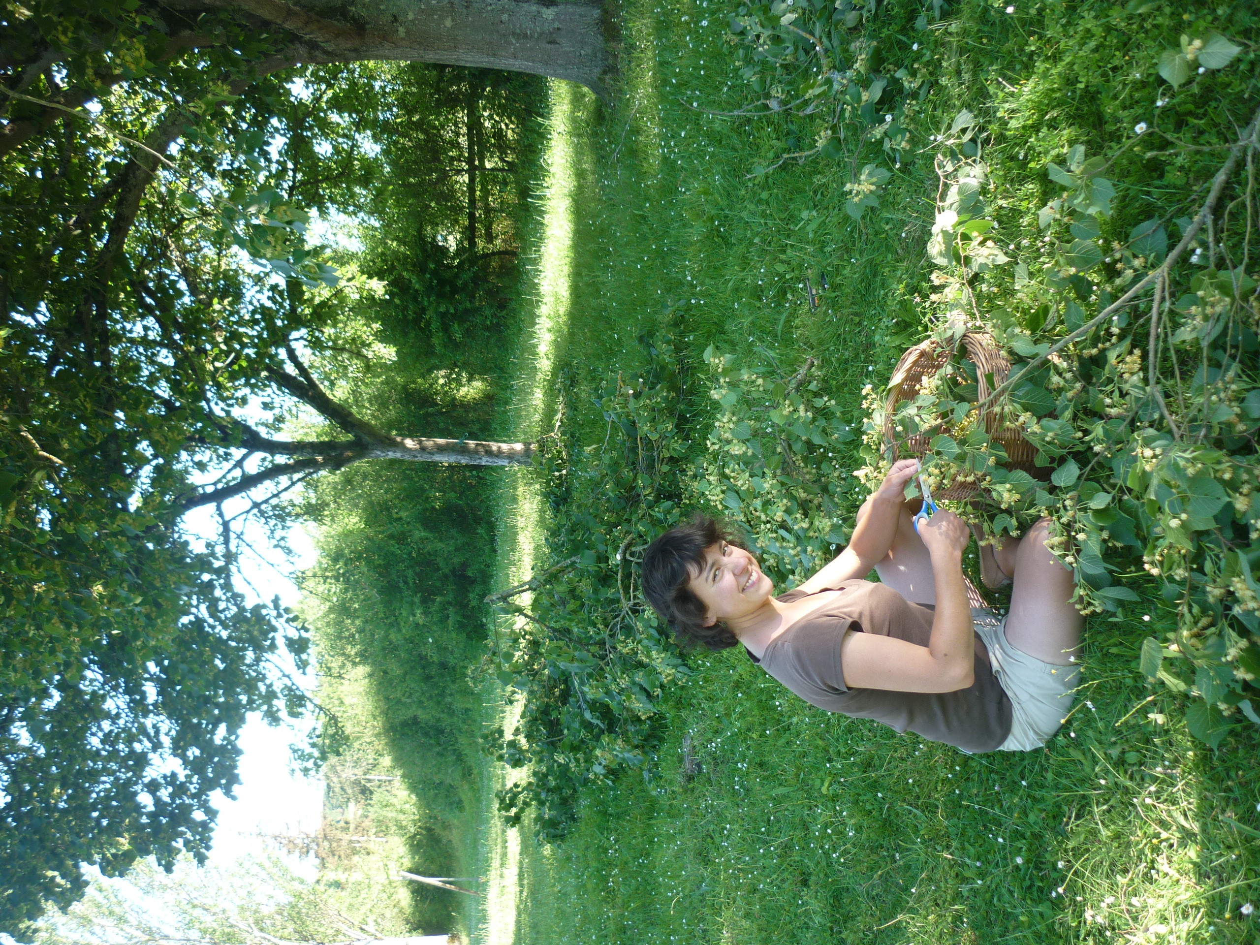 Récolte de fleurs de tilleul (juin)