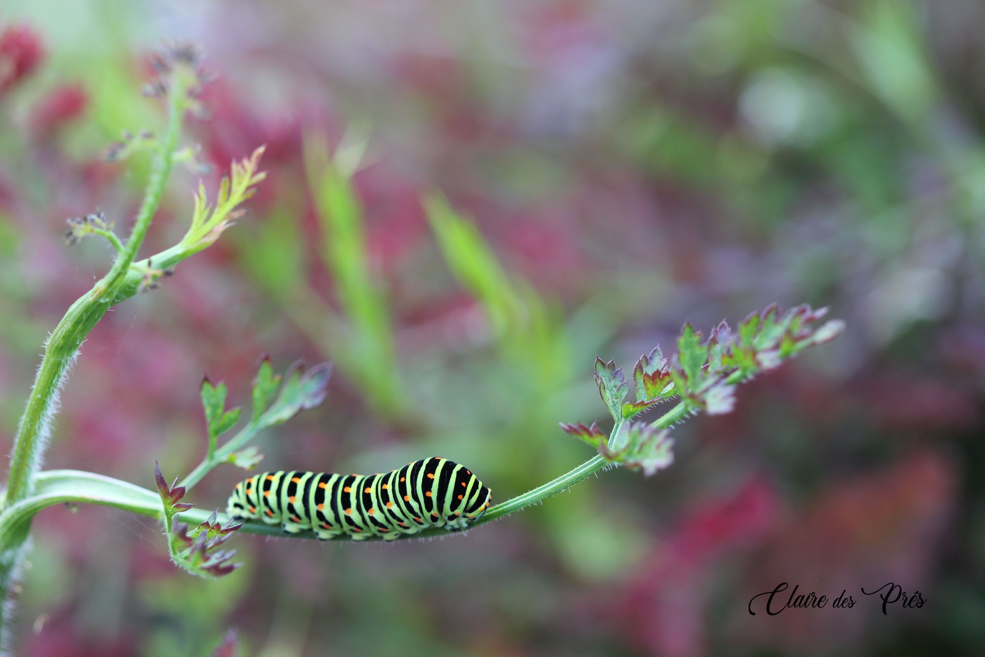 Chenille de machaon sur carotte sauvage