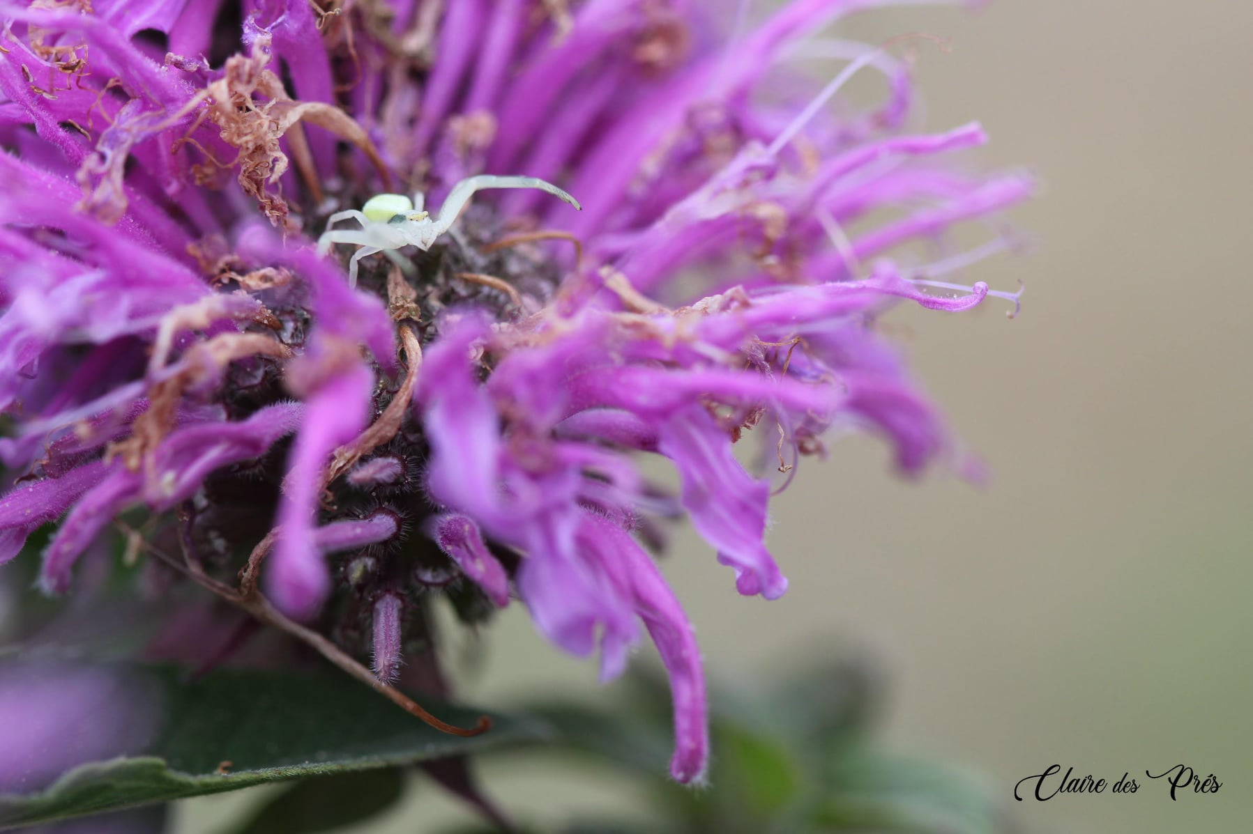 Araignée crabe sur monarde