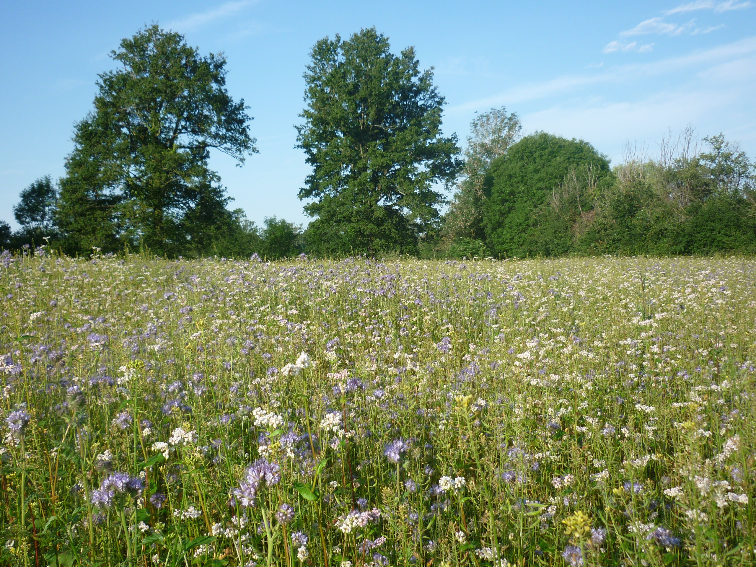 Engrais vert en fleur - année de l&apos;installation