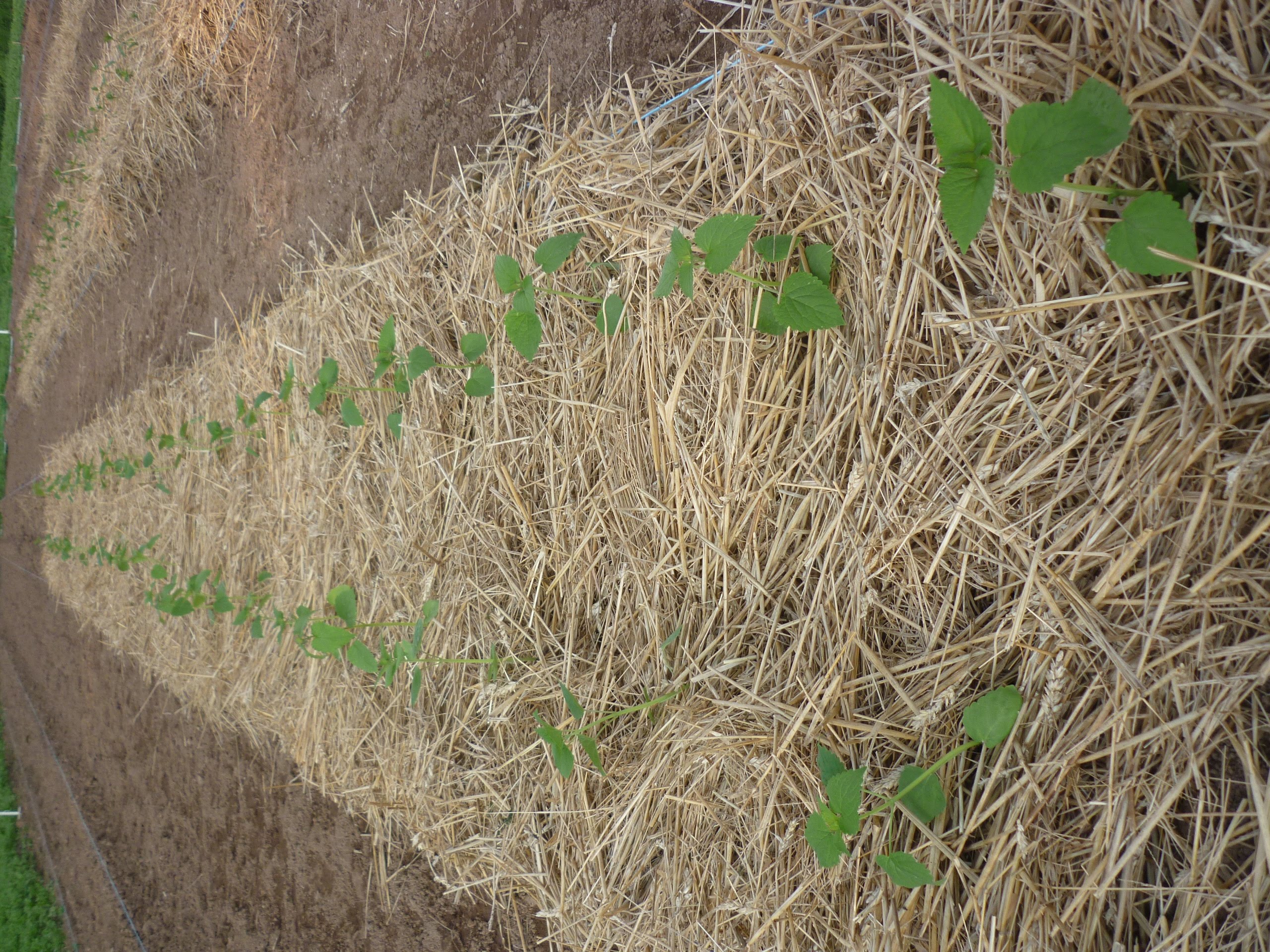 Premières plantations (ici, agastache anisée - mai 2019) !