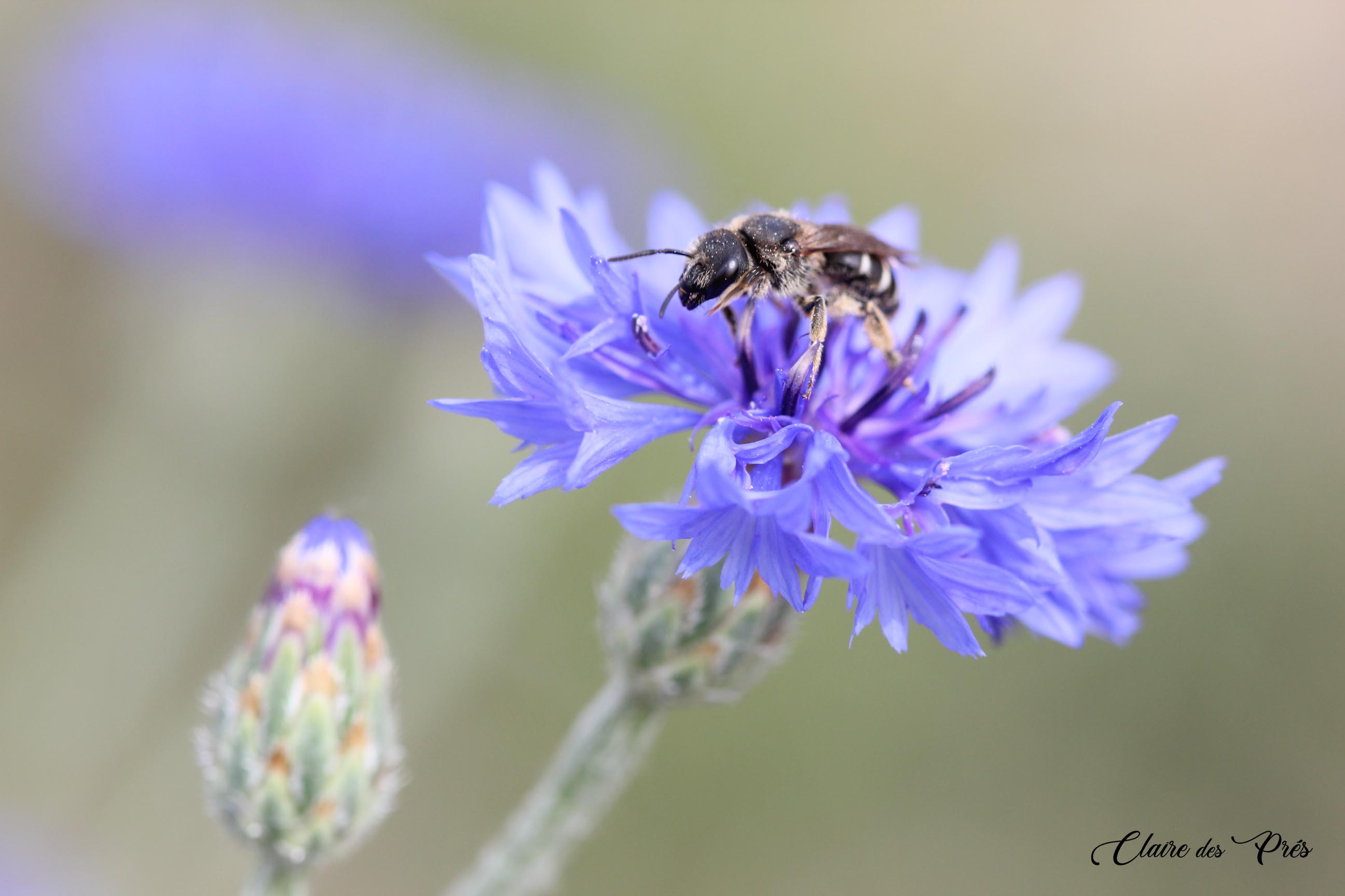 Abeille sur bleuet