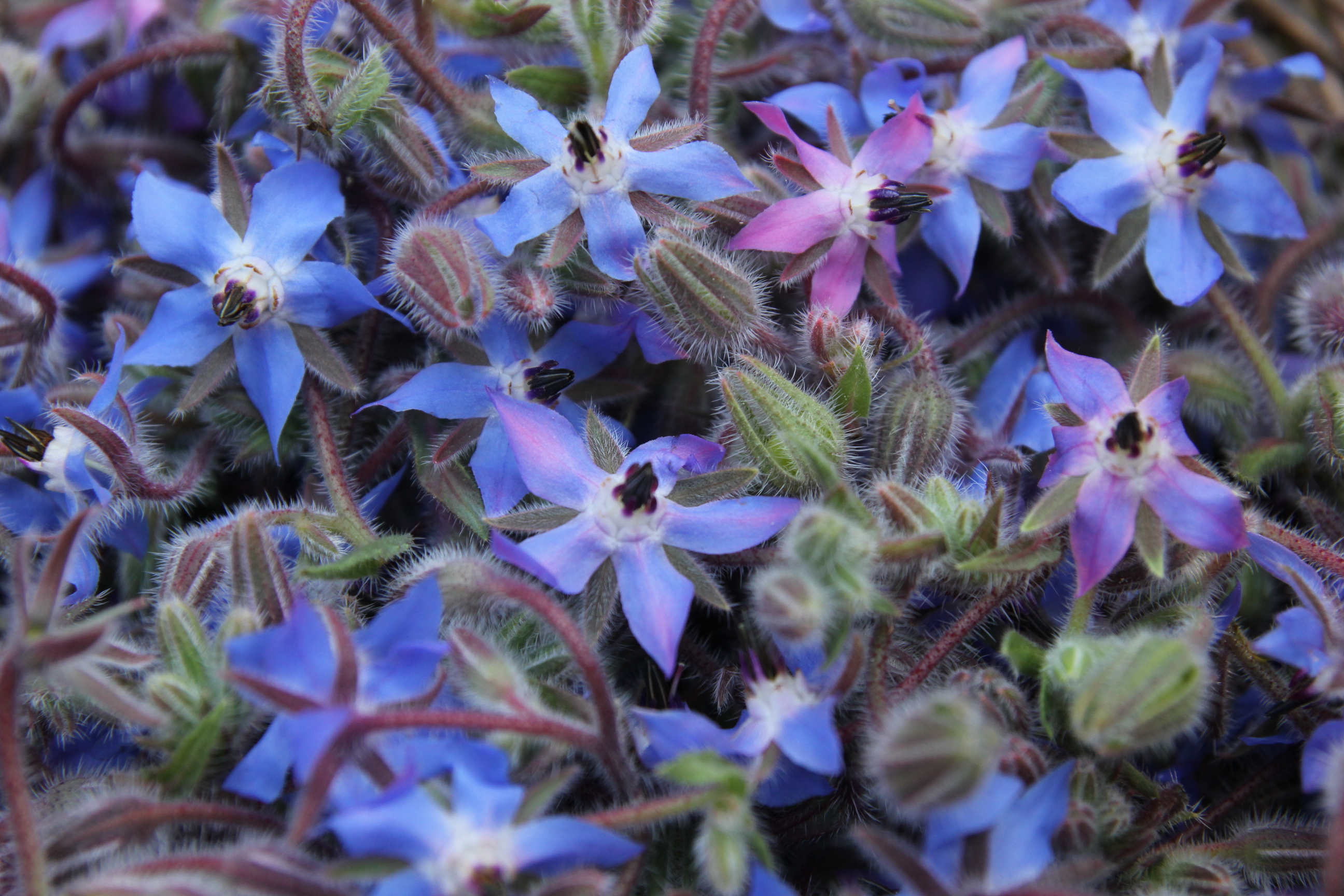 Bourrache officinale