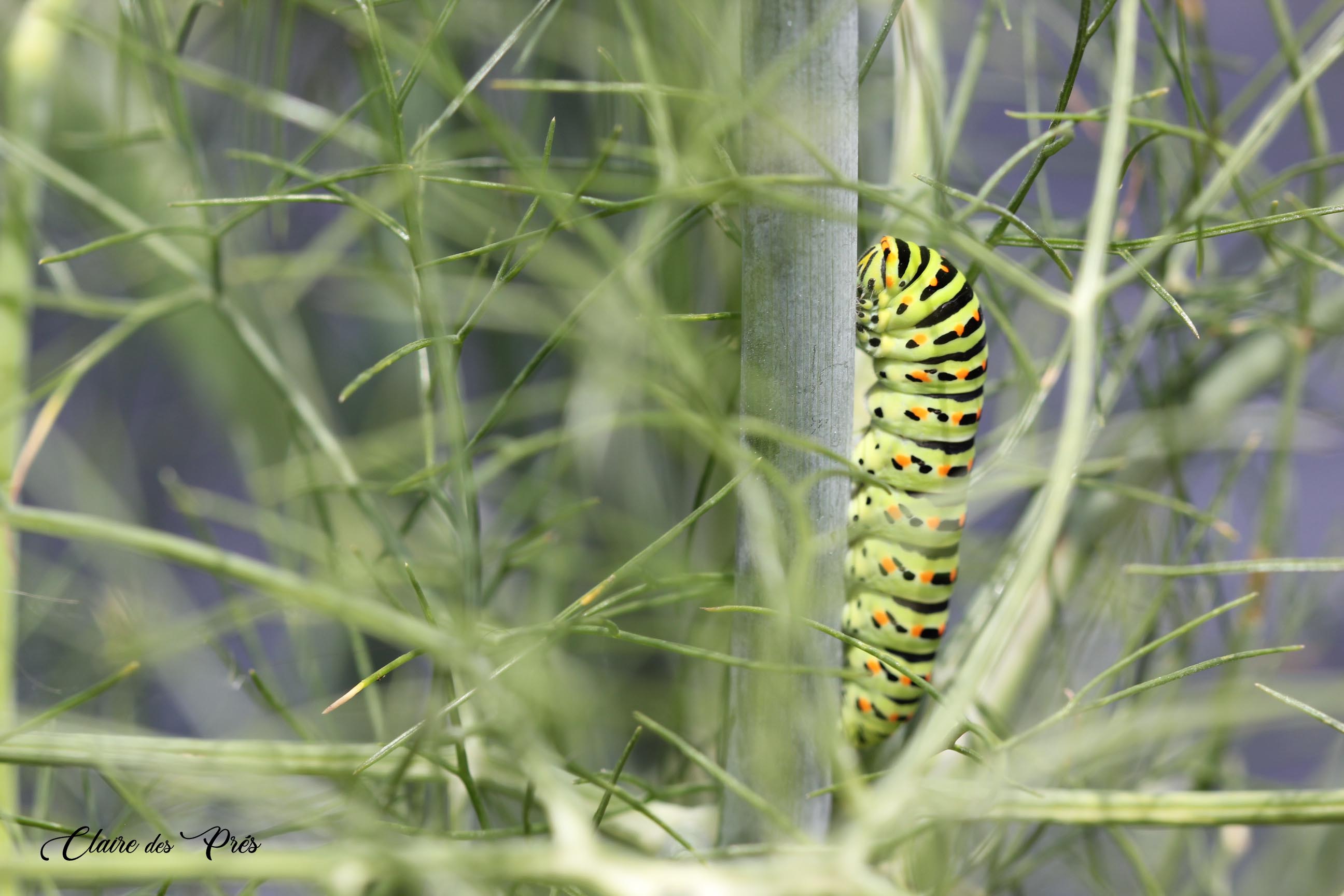 Chenille de machaon sur fenouil