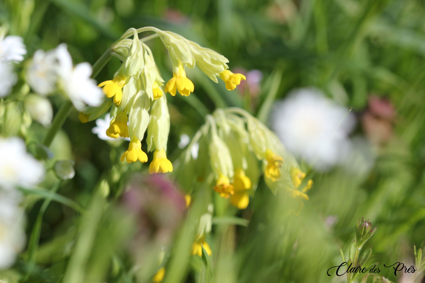 Primevère officinale (coucou)