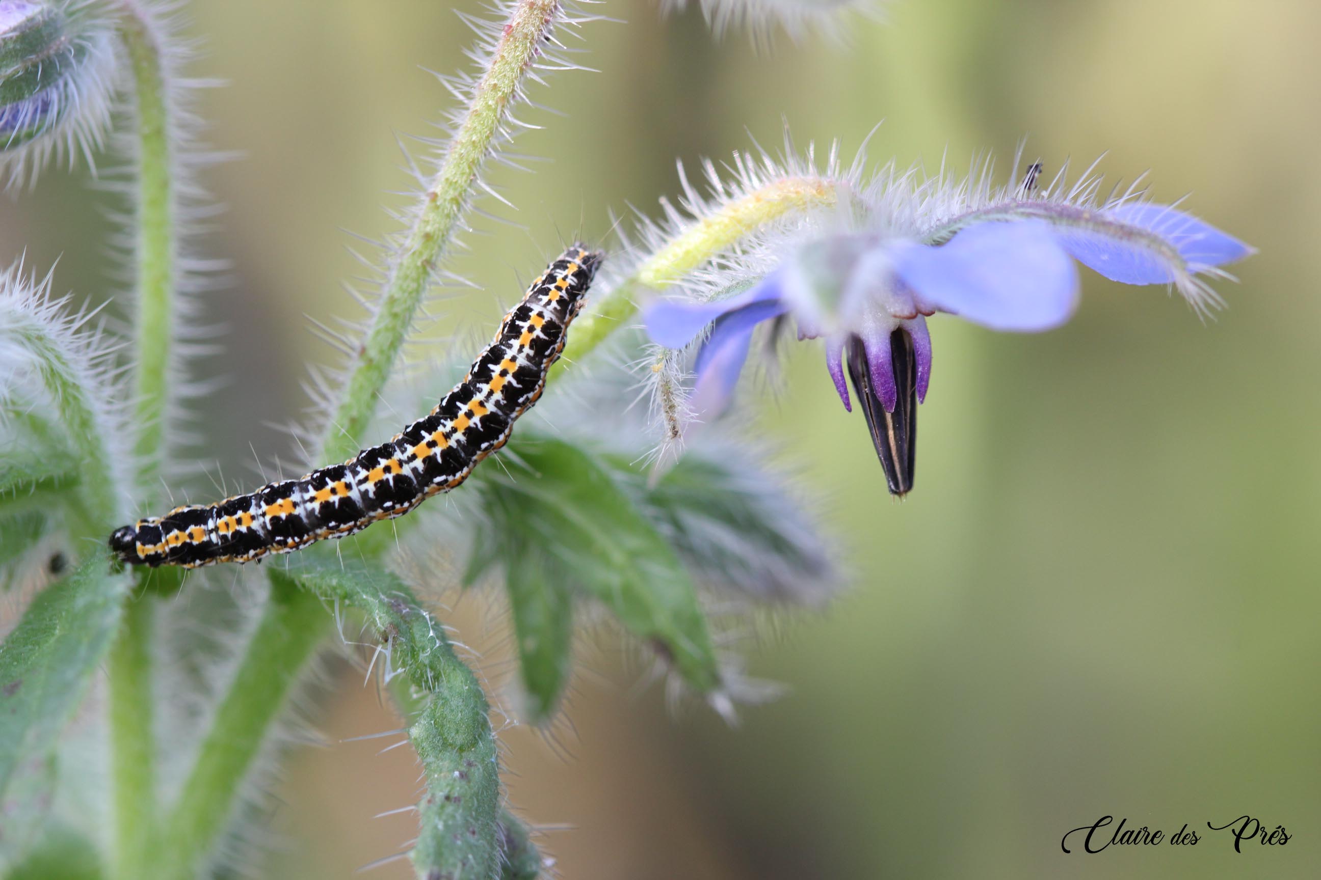 Chenille d&apos;Ethmia bipunctella sur bourrache