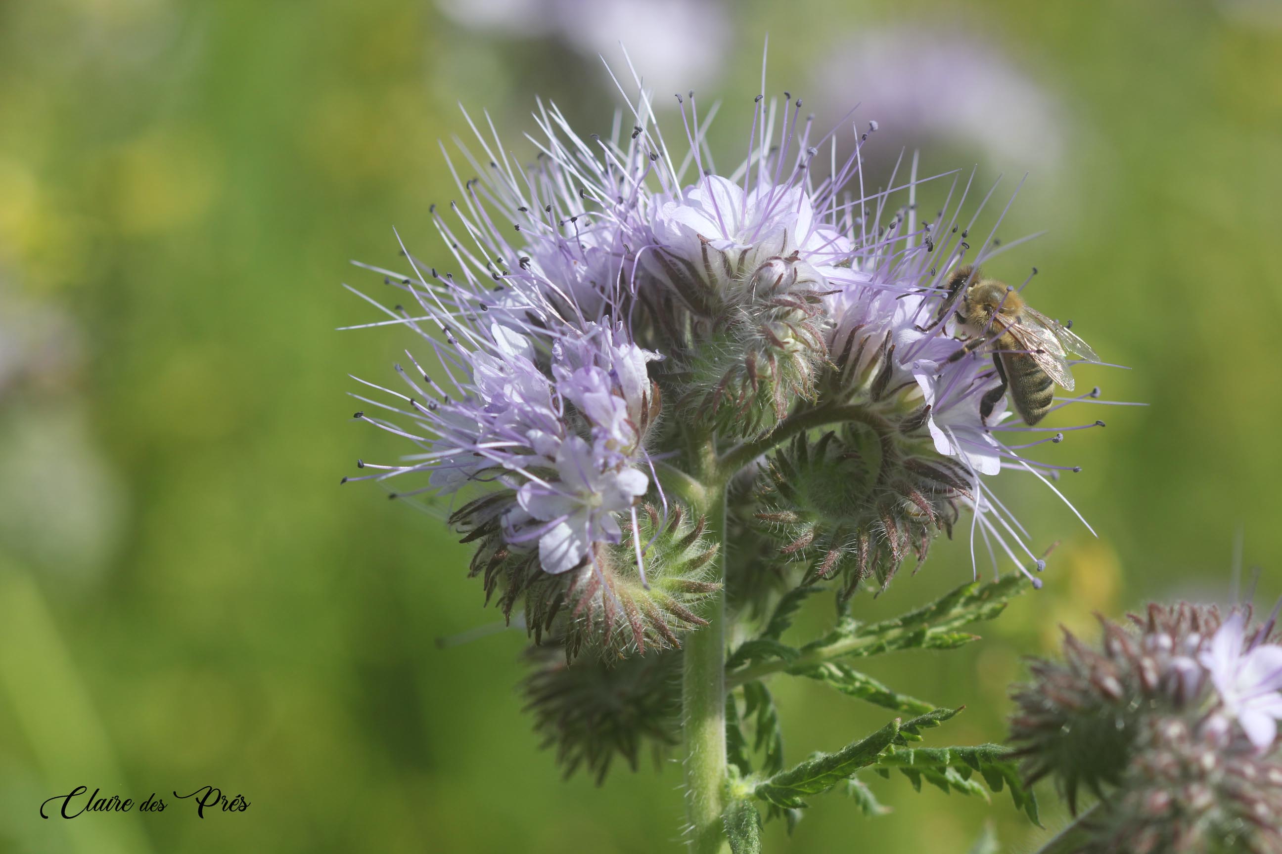 Abeille sur phacélie