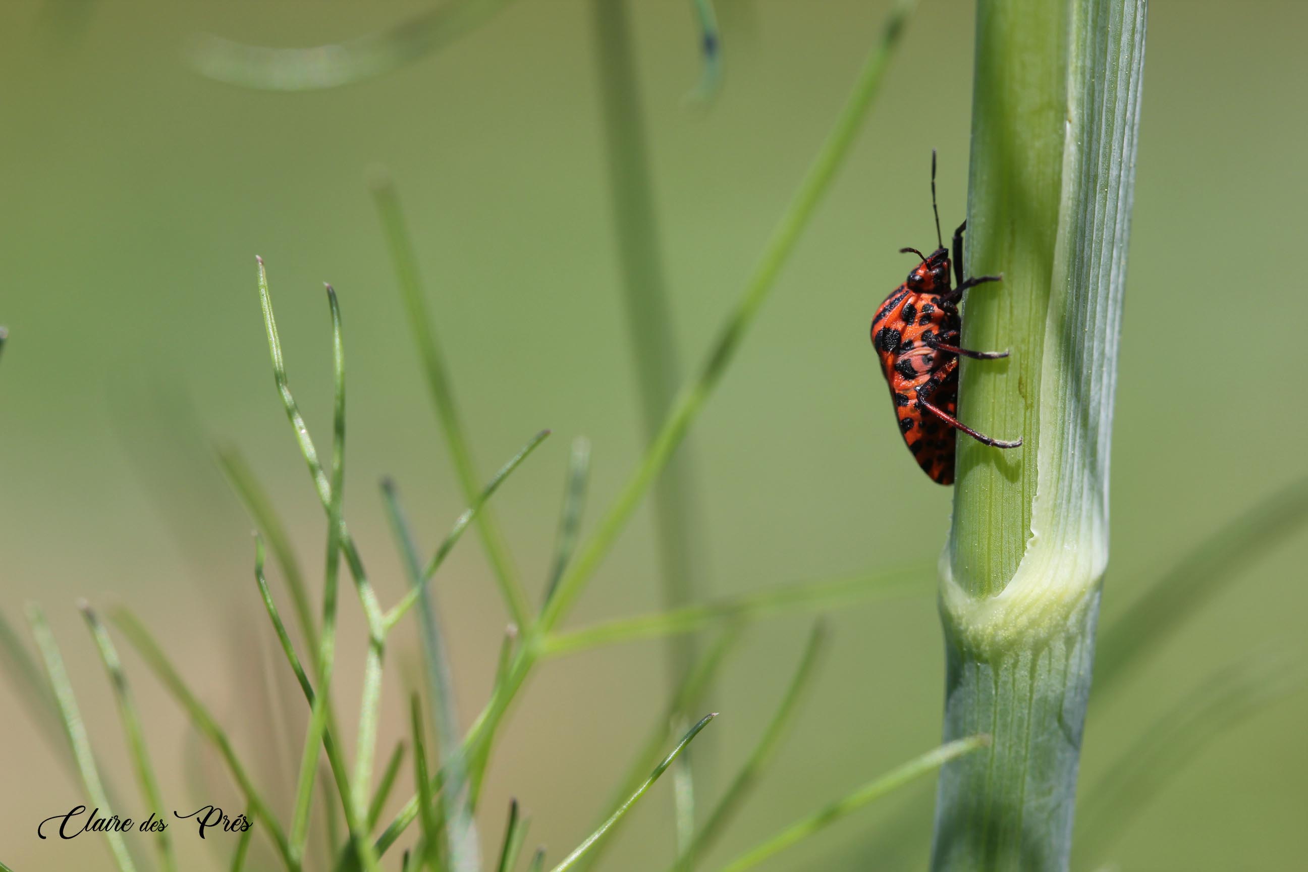 Pentatome rayé sur fenouil