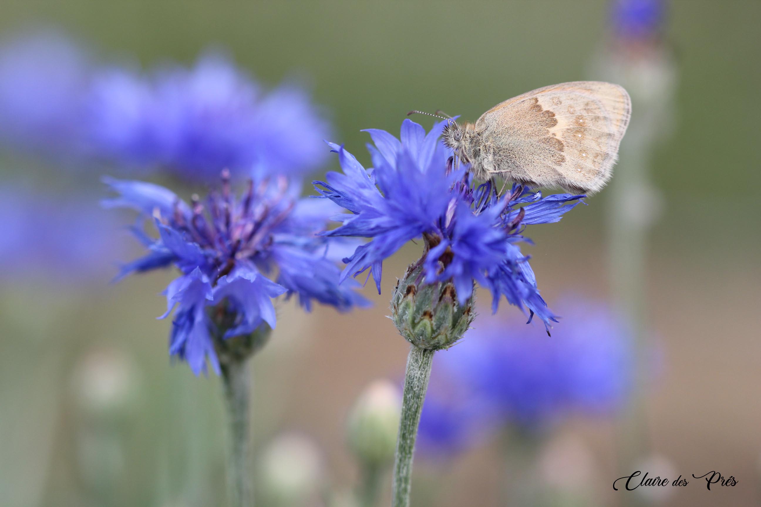 Papillon sur bleuet