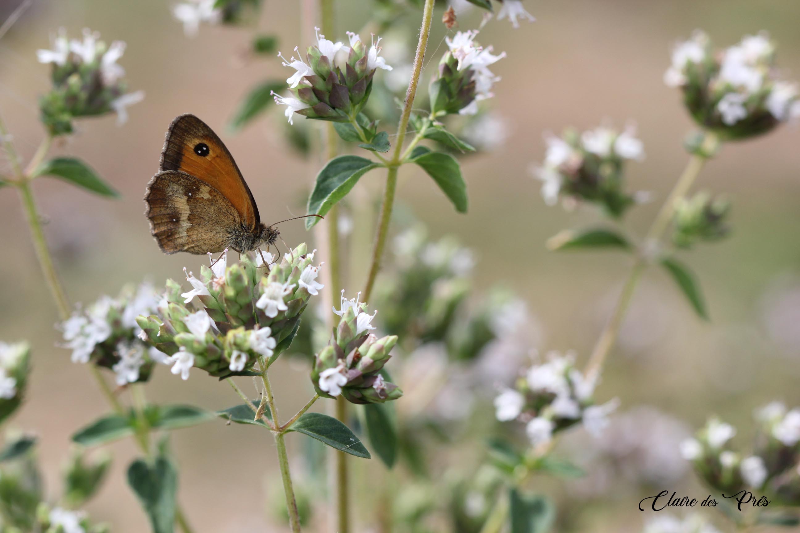 Papillon sur origan