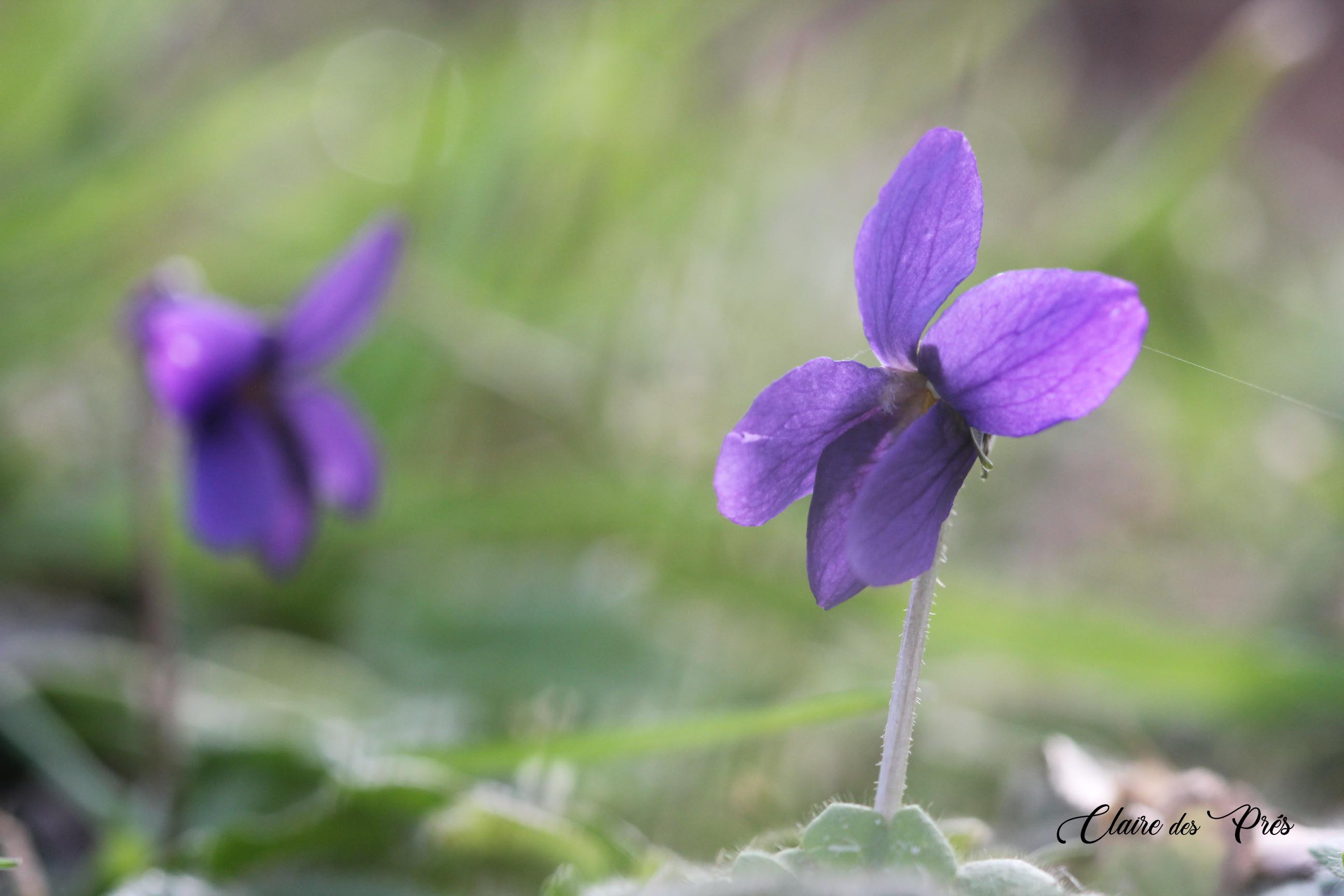 Violette odorante