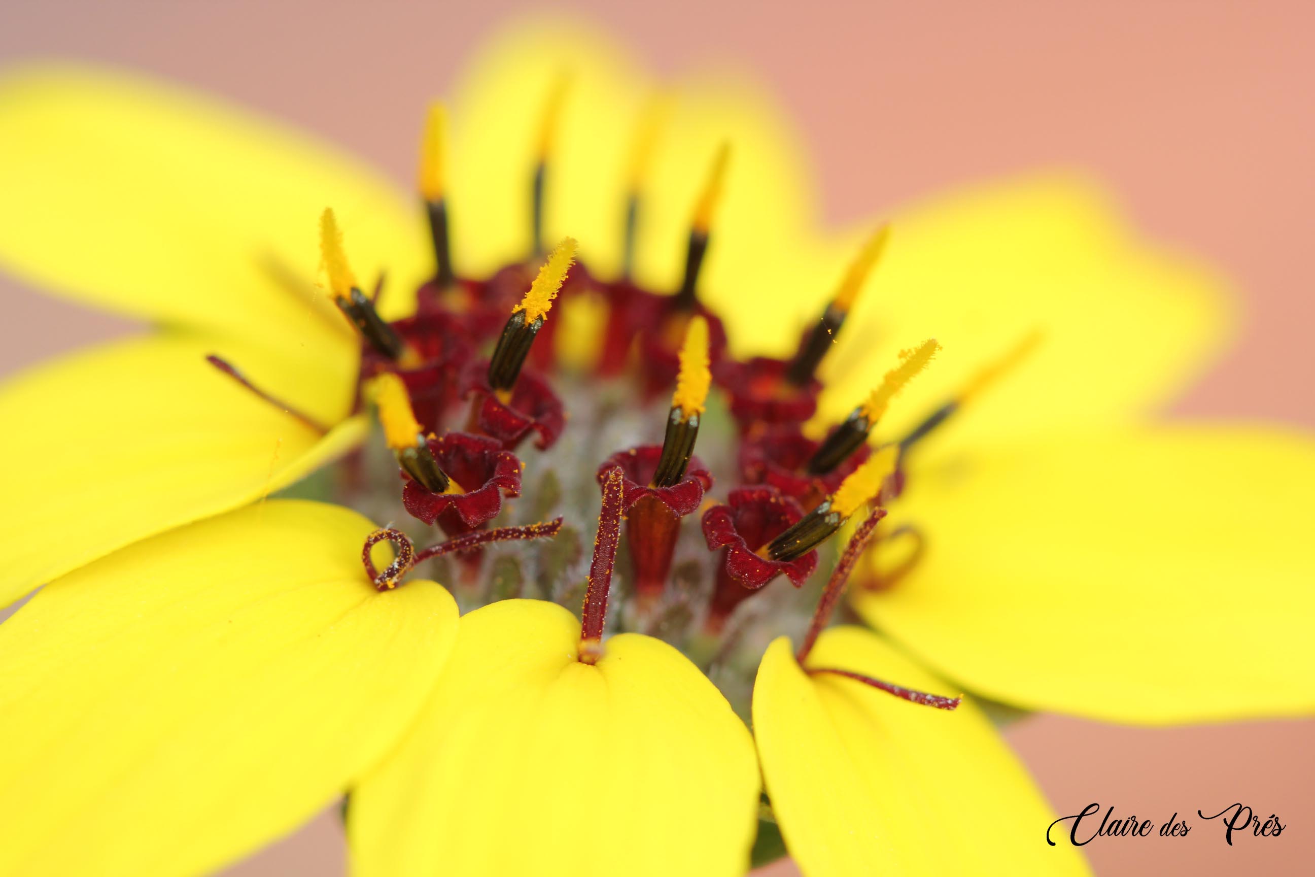 Fleur &quot;goutte de chocolat&quot;