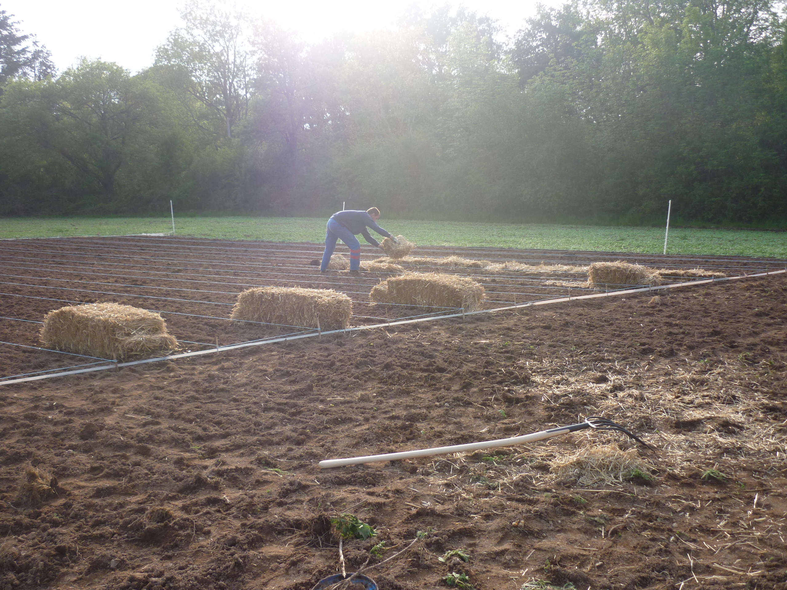 Paillage des rangs à planter, avant plantations initiales